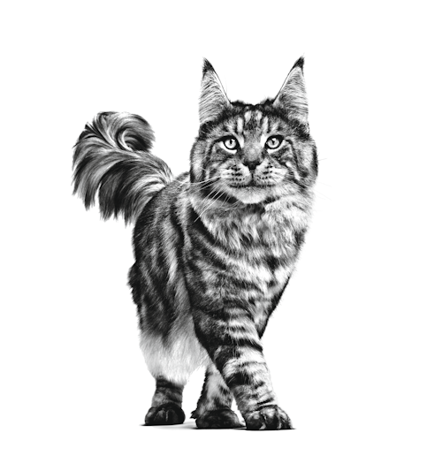 12x85g Royal Canin Early Renal Veterinary - Umido Gatto 12x85g Royal Canin Early Renal Veterinary - Umido Gatto